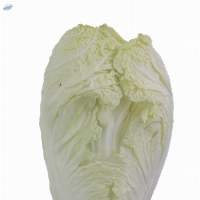Organic Chicory