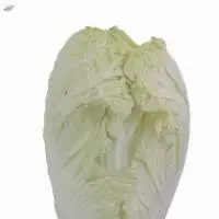Organic Chicory
