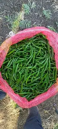 Fresh Green Chilly