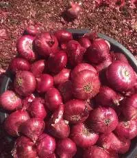 Fresh Onion