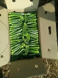 Okra ( Lady Finger)