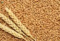 Wheat