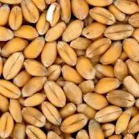 Wheat