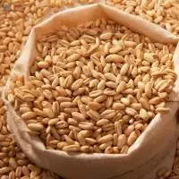Barley