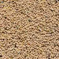 Millet