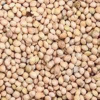 Sorghum