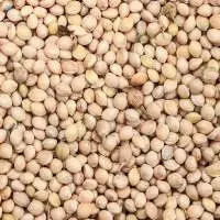 Sorghum