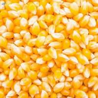 Maize