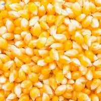 Maize