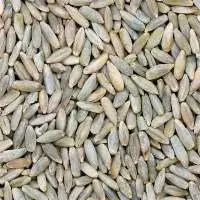 Rye
