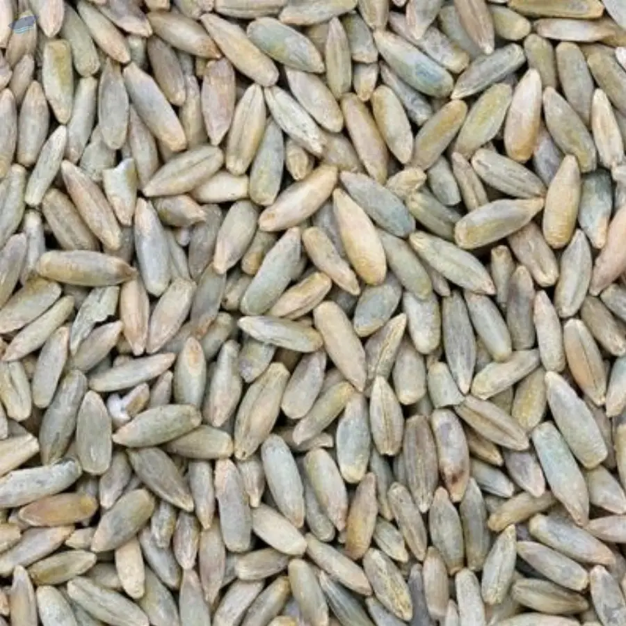 Rye