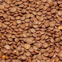 Whole Brown Lentil