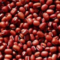 Red Cow Pea