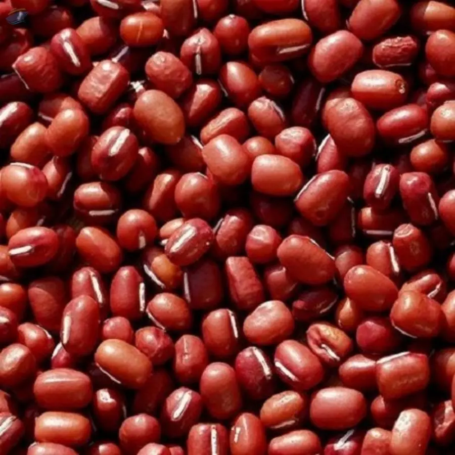 Red Cow Pea