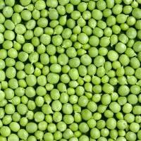 Pea