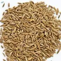 Cumin