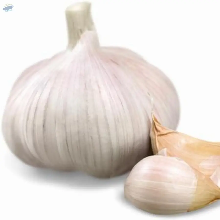 Garlic