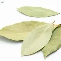 Bay Leaf