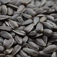 Sunflower Seed