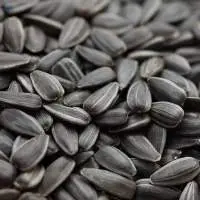 Sunflower Seed