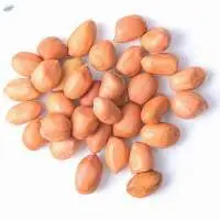 Groundnut