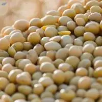Soybean