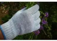 Cotton Glove G 276