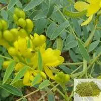 Senna Leaves & Powder