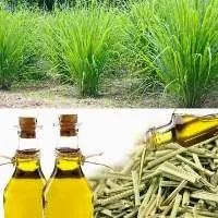 Lemongrass Oil