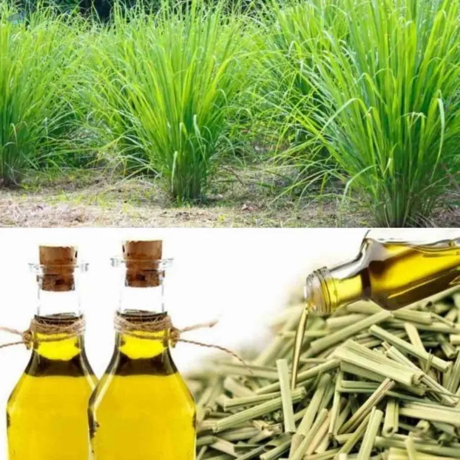 Lemongrass Oil
