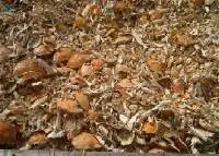 Dried Crab Shells