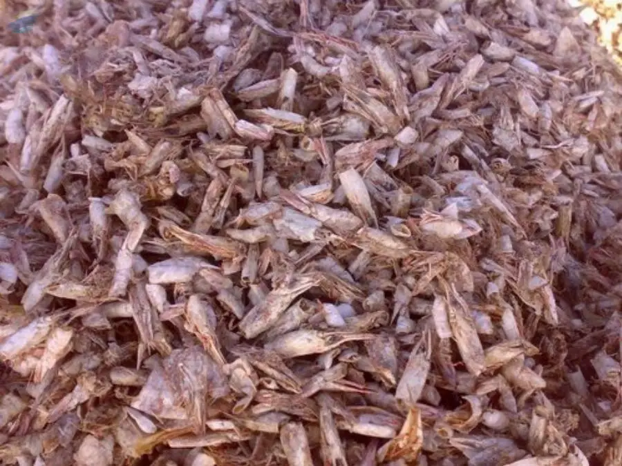 Dried Prawn Shells