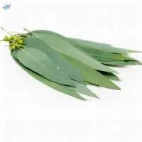 Eucalyptus Leaves