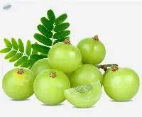 Indian Gooseberry (Fresh)