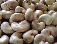 Unshelled Raw Cashew Nuts