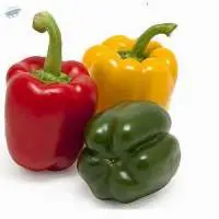 Capsicum