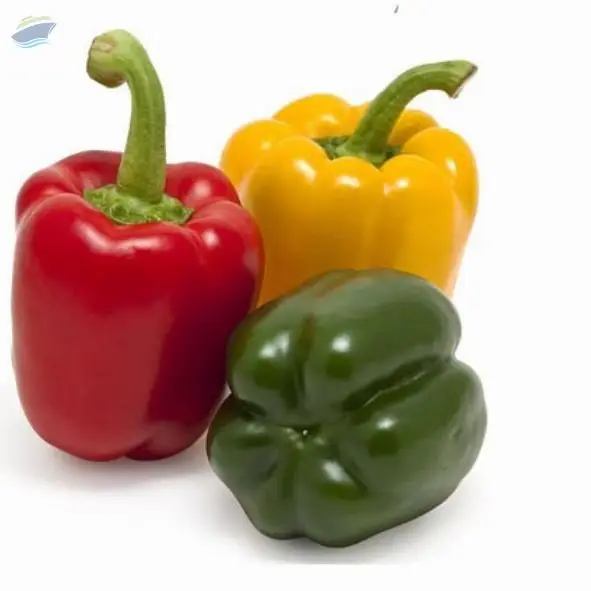 Capsicum
