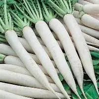 Raddish