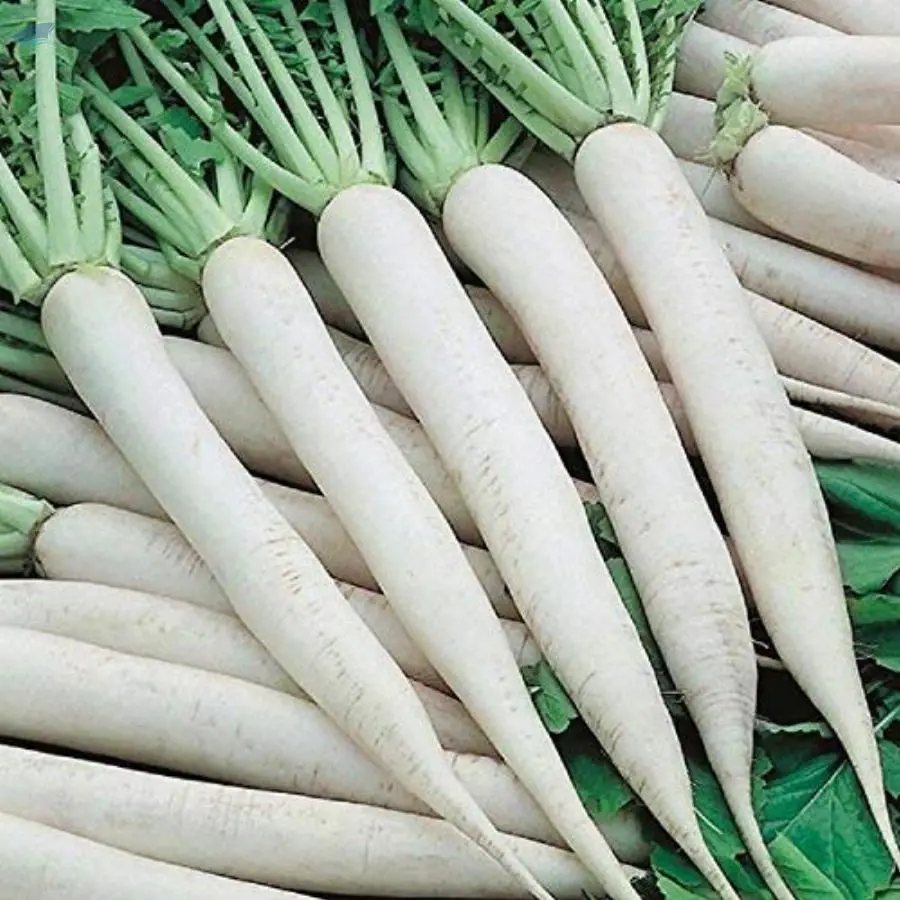 Raddish