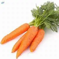 Carrot