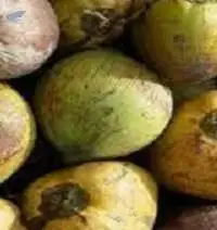Coconut