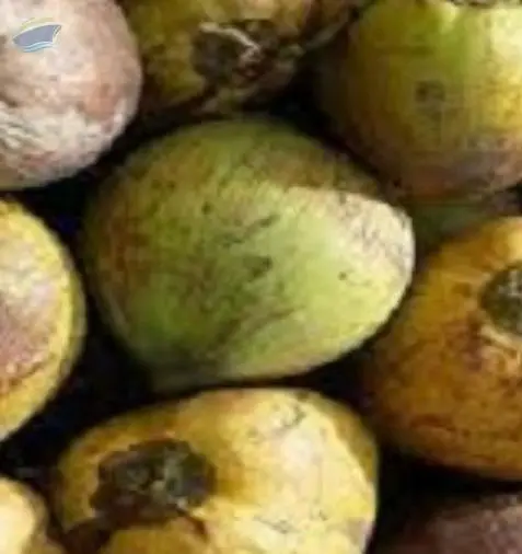 Coconut