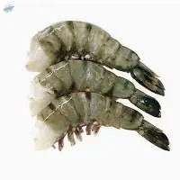 Tiger Shrimp