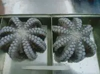 Giant Octopus