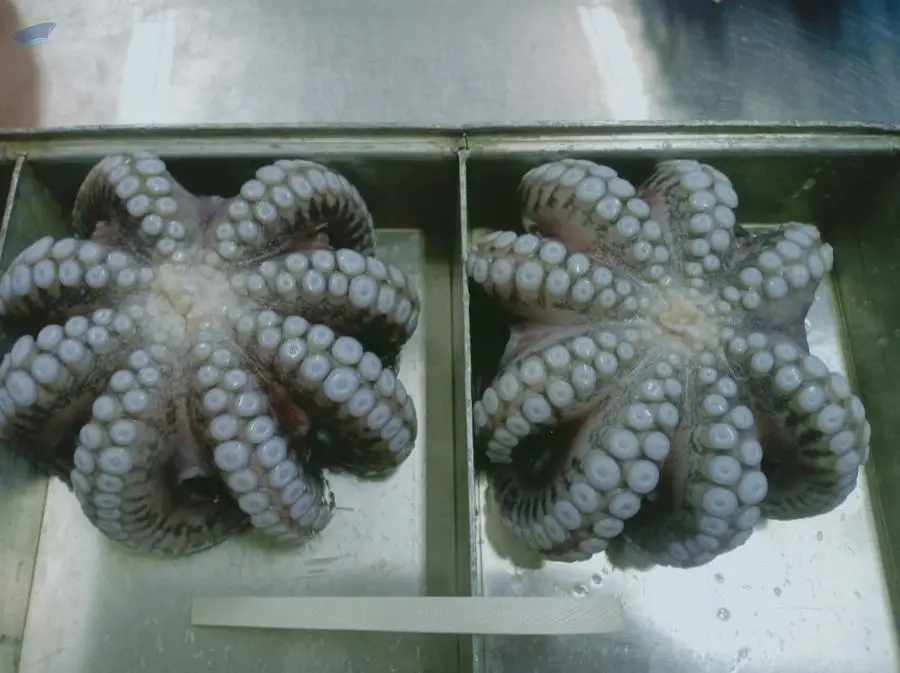Giant Octopus
