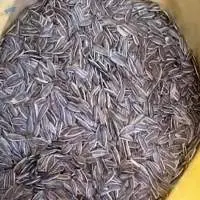 Sunflower Seed