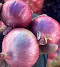 Onion