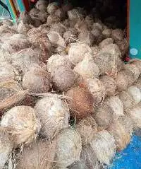 Semi Husk Coconut