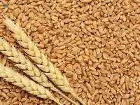 Wheat