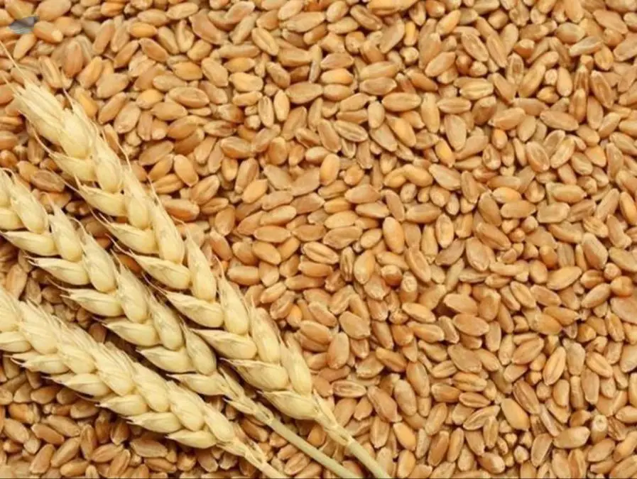 Wheat